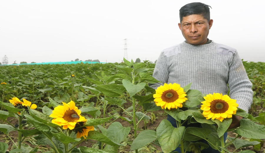 MIDAGRI Flores amarillas impulsan el trabajo de miles de productores de la floricultura peruana
