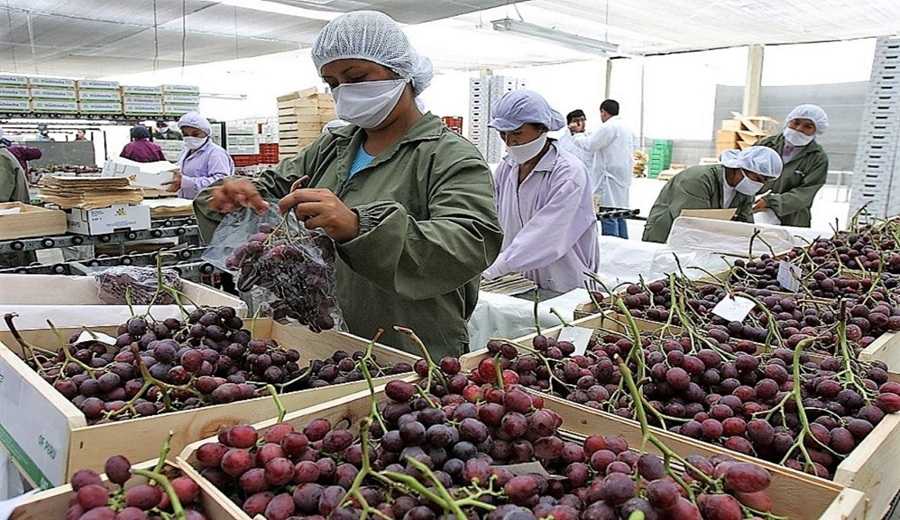 MIDAGRI agroexportaciones mantienen crecimiento y alcanzan casi US$ 7000 millones en primeros siete meses del año