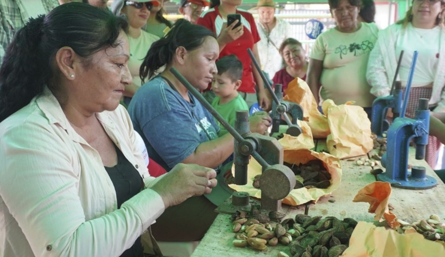 Madre de Dios Festival de la Castaña reflejó trabajo de conservación de bosques en región