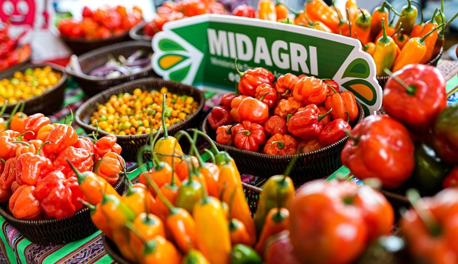 Más de 200 mil toneladas de ajíes se producen al año: MIDAGRI promueve su cultivo y consumo