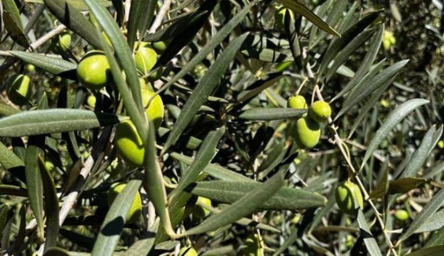 Moquegua INIA promueve tecnologías orgánicas para proteger al olivo ante El Niño