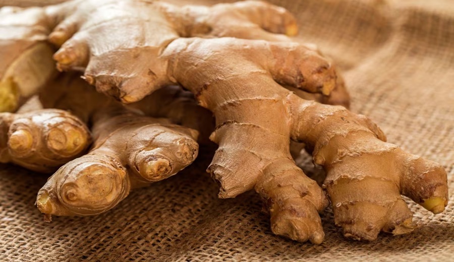 Nativa Organics, jengibre y nuevos retos así mueve la peruana su negocio agroexportador