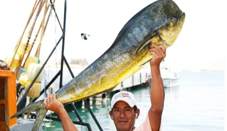 Perú establece cuota de 58,000 toneladas para pesca de perico durante temporada 2026-2027