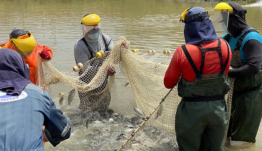 Perú lidera en APEC nueva herramienta para detectar a tiempo enfermedades que amenazan la producción de tilapia y trucha