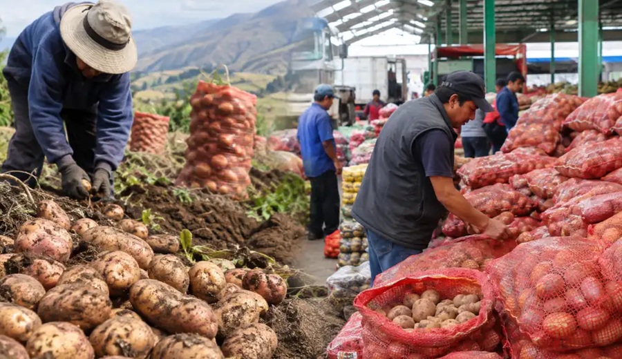 Producción de papa cayó 19,6% en julio, pero abastecimiento en Lima apenas retrocedió 1%