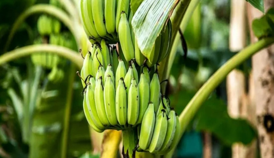Productores de banano en Perú refuerzan controles para detectar plagas a tiempo