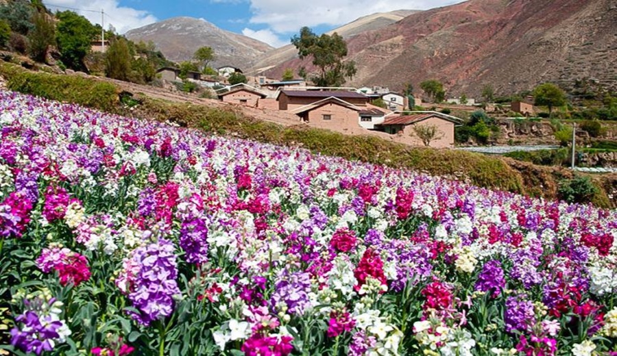 Salón de las Flores 2026 conoce qué actividades y oportunidades busca promover