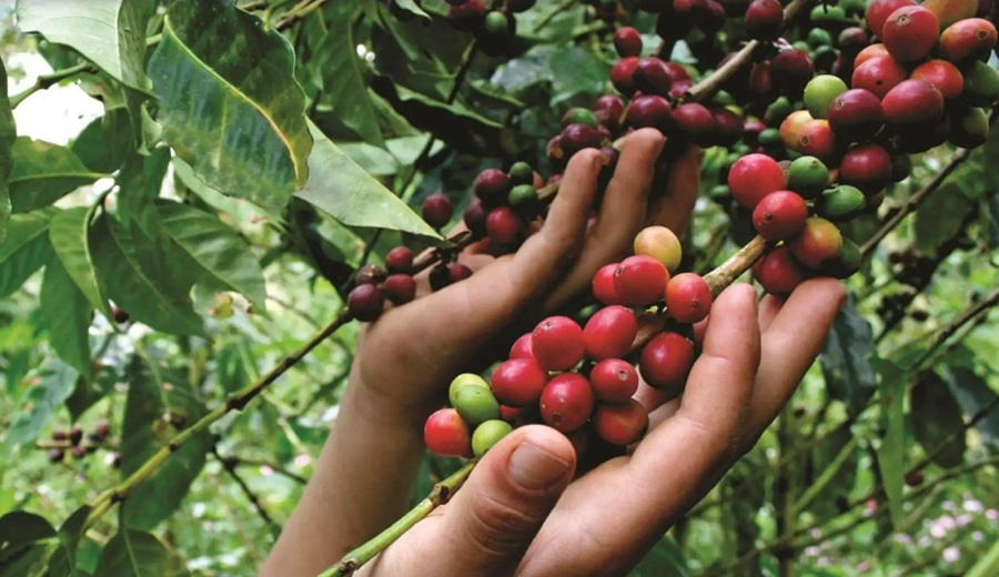San Marcos impulsa tecnología para mejorar la calidad del café en la Selva Central