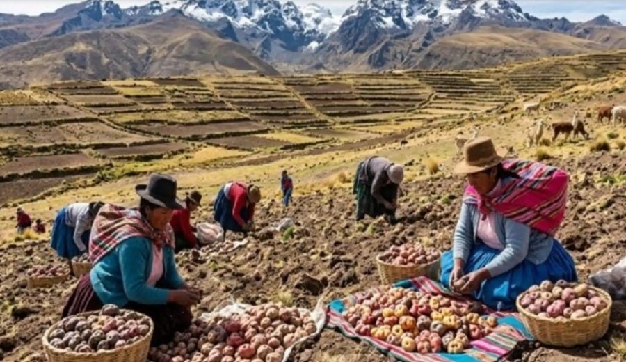 Senamhi presentó impacto del cambio climático en producción de papa del altiplano