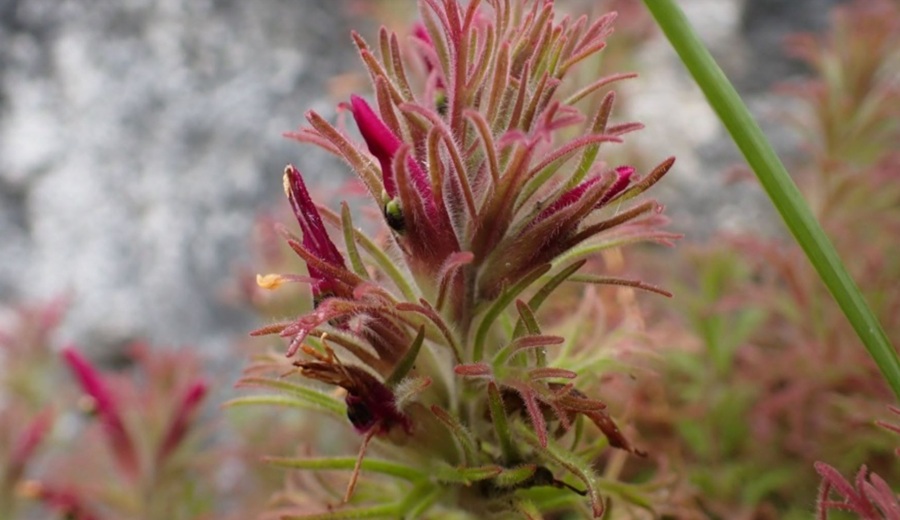 ¡Hallazgo botánico en Perú! Descubren planta altoandina nativa de Amazonas y Cajamarca