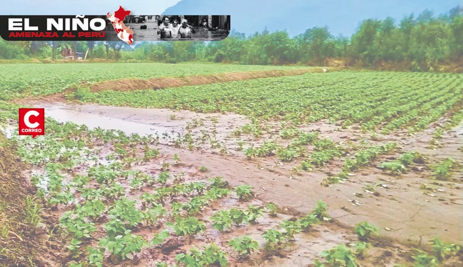 Agricultura en riesgo por El Niño en Lambayeque