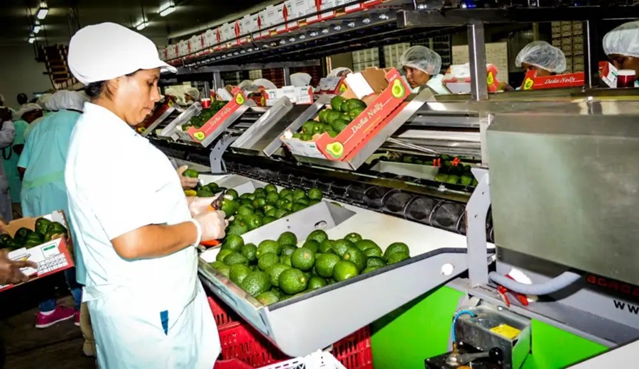 Agroexportaciones peruanas crecen apenas 1,9% a agosto y alertan por el impacto de El Niño en cultivos del norte