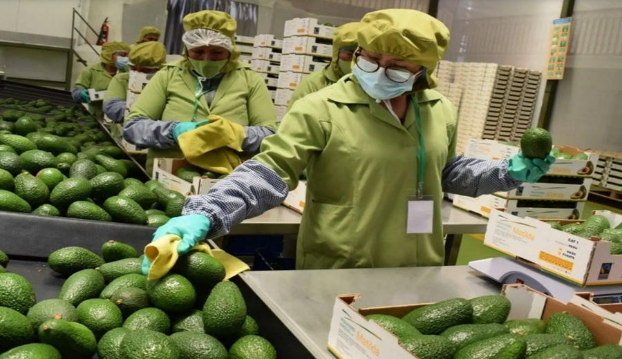 Agroexportaciones siguen dinámicas: superan los US$ 8,300 millones a agosto y crecen 2.3%