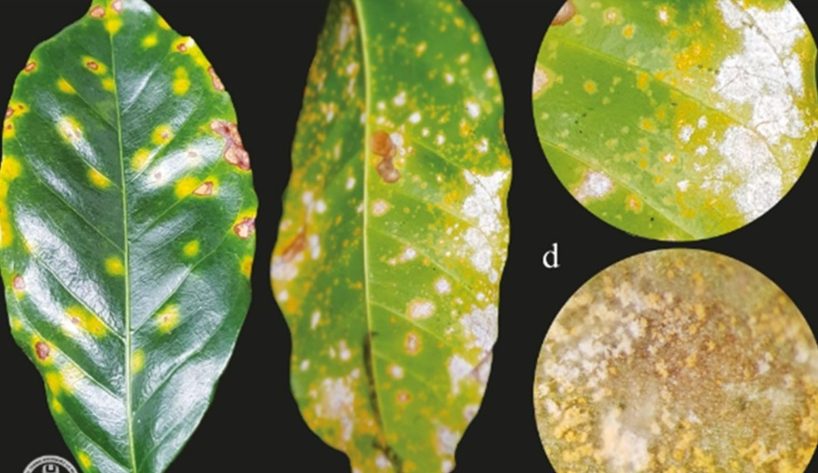 Amazonas científicos identifican hongos con potencial para control de la roya del café