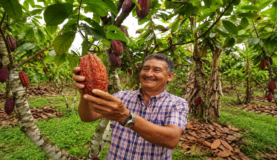 Cacao y palma en Pucallpa: cómo Paisaje Clima Perú contribuye a una producción más sostenible