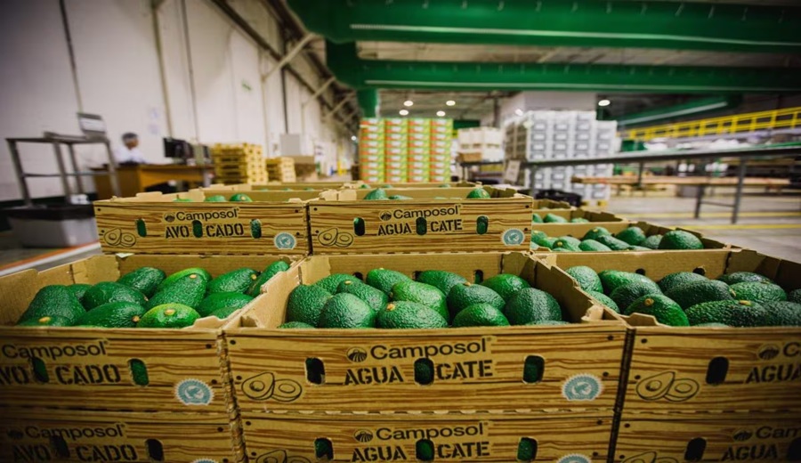 Camposol entra a la palta de México la jugada del Grupo DC para abastecer todo el año