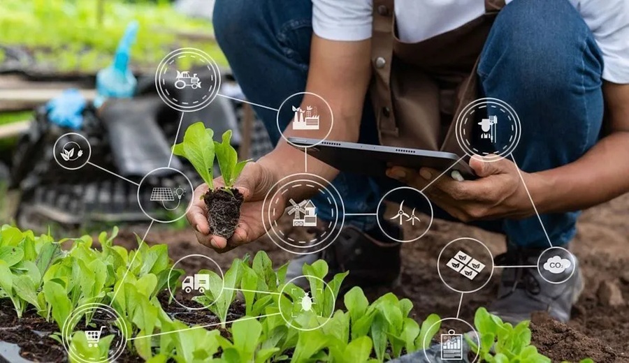 Egipto y China crearán un laboratorio conjunto de agricultura inteligente