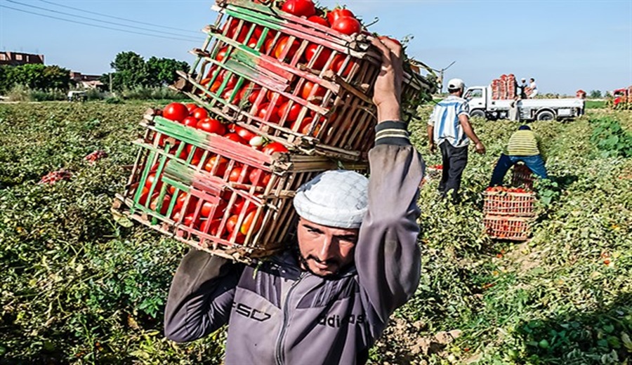 El Niño Costero: conoce qué medidas laborales pueden preservar el empleo agrario ante las lluvias