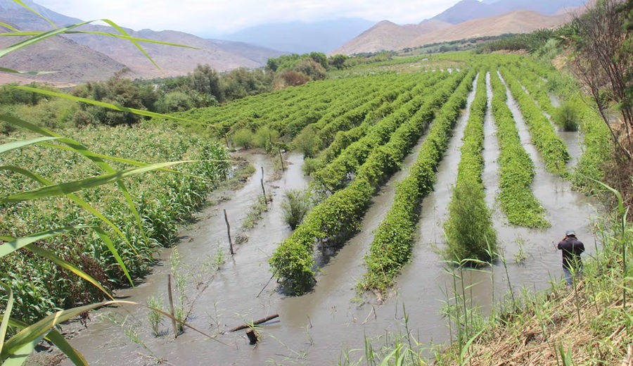 El Niño retrasaría la recuperación económica del Perú hasta la segunda mitad de 2027 las cifras del impacto