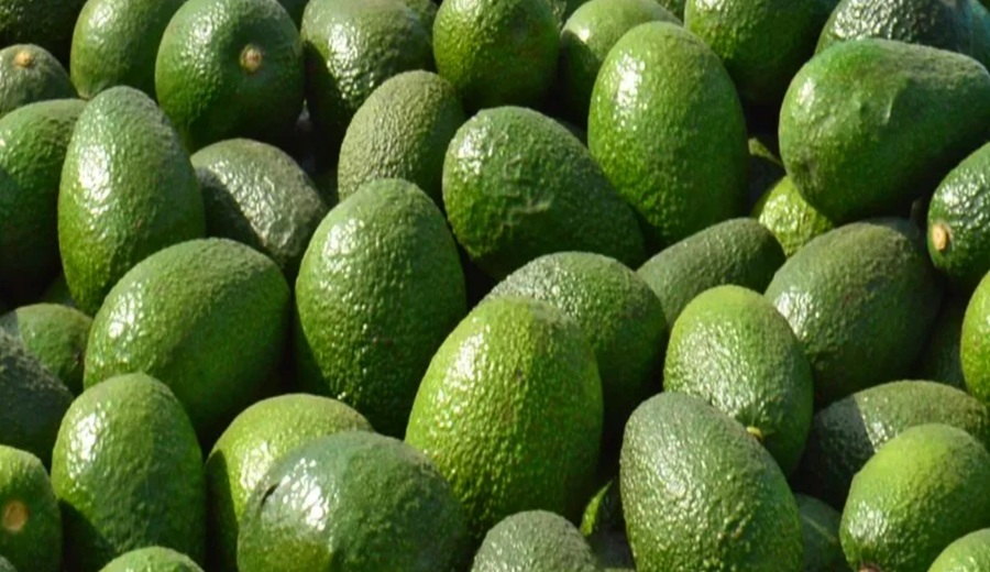 Exportaciones de palta Hass enfrentan un año difícil por El Niño, ¿qué pasa con Asia?