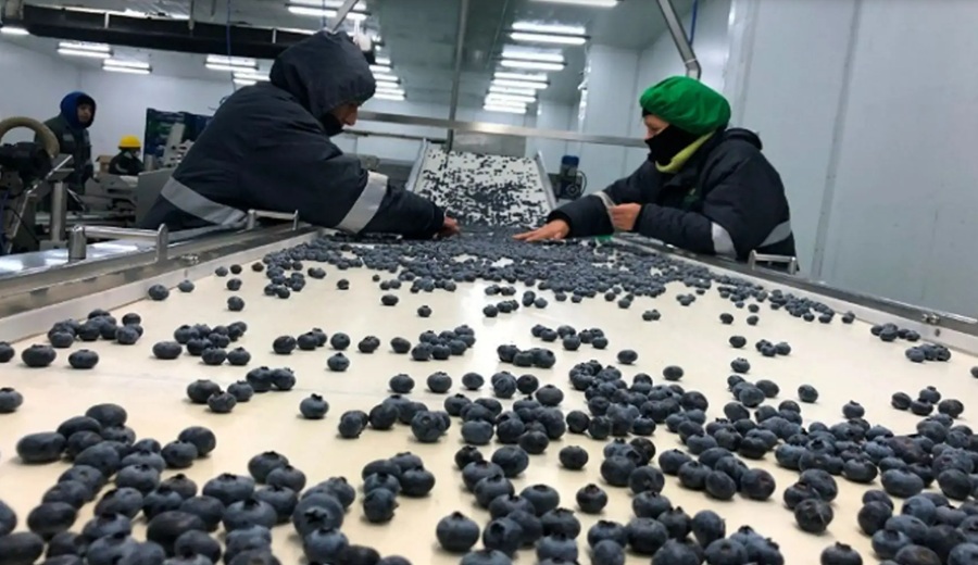 INEI: producción de arándanos creció 29.8% en agosto y superó las 58,000 toneladas