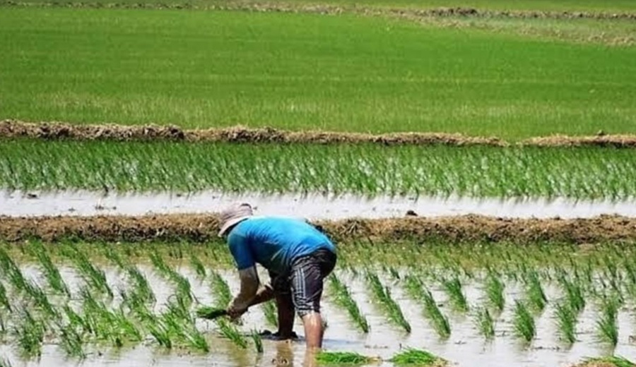 INEI: producción de arroz cáscara aumentó en ocho departamentos del país