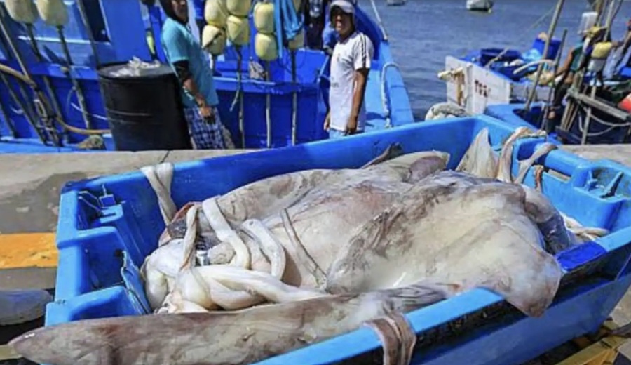Incorporan a gremios empresariales en grupos de trabajo sobre pota y pesca de cerco