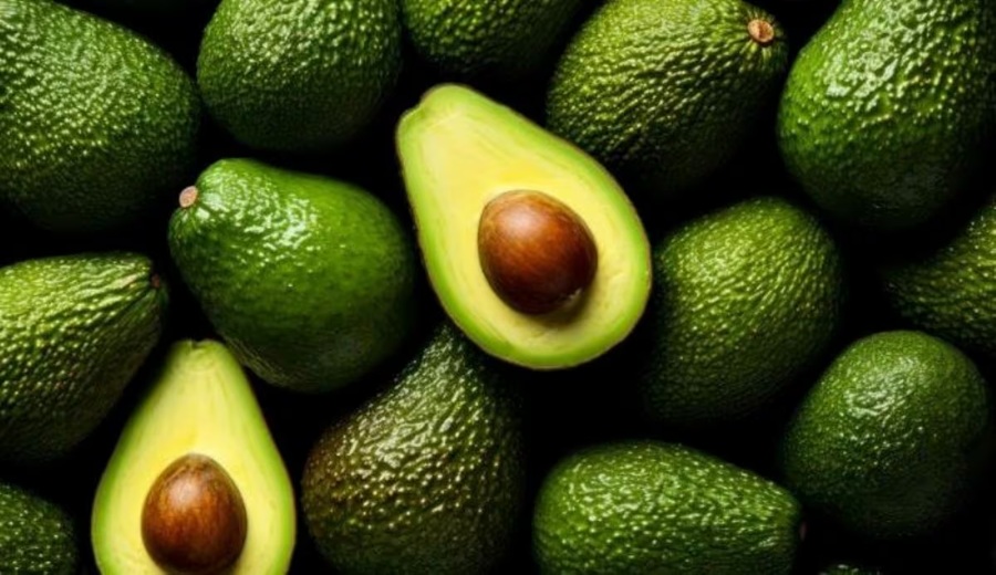 Israelí Mehadrin apunta a llevar a 1,000 hectáreas sus cultivos de palta en Perú