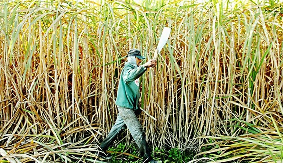 Moody’s previó un panorama negativo para el sector azucarero peruano