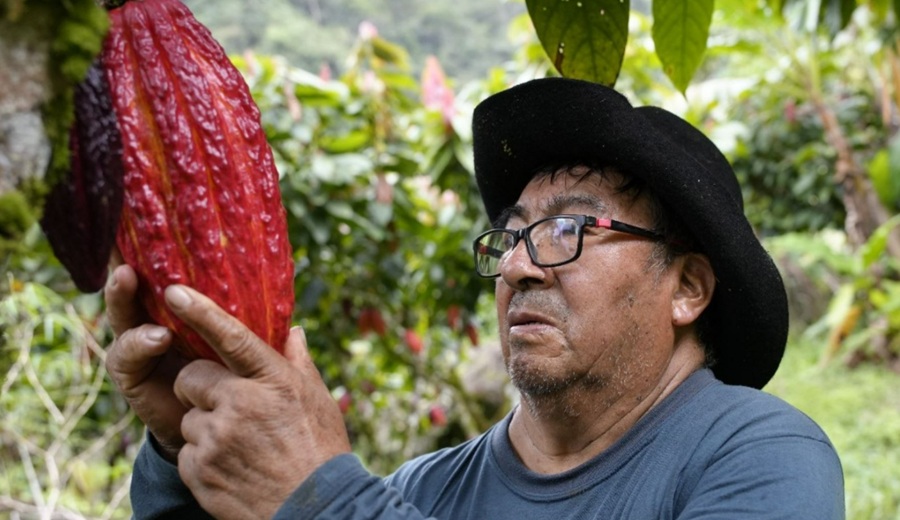 Otorgan más de USD 2 millones para impulsar cultivos lícitos en Puno, Cusco y Madre de Dios