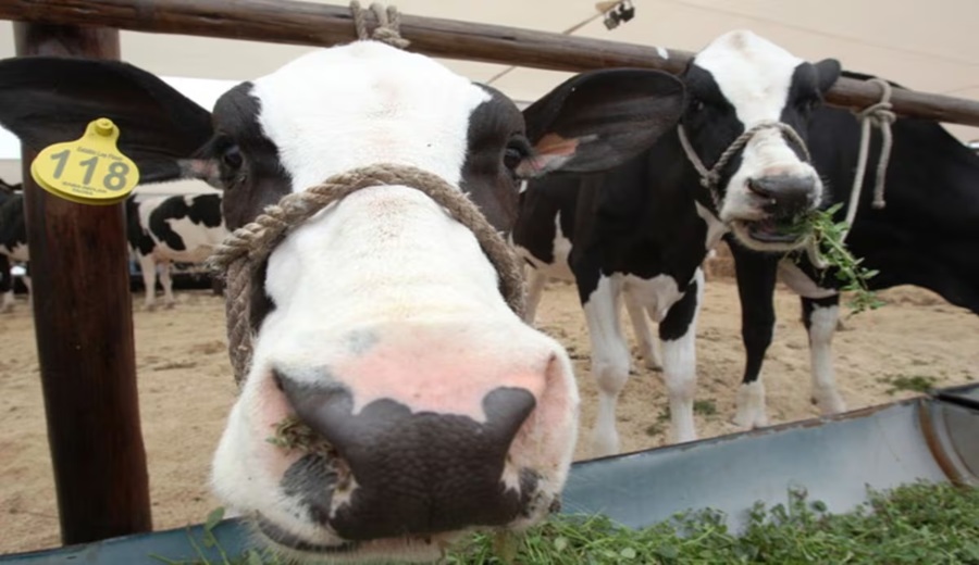 Perú cambia las reglas para importar derivados bovinos de Argentina qué exige ahora
