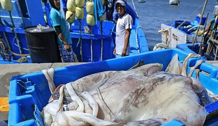 Pescadores de calamar gigante piden medidas internacionales precautorias para 2027