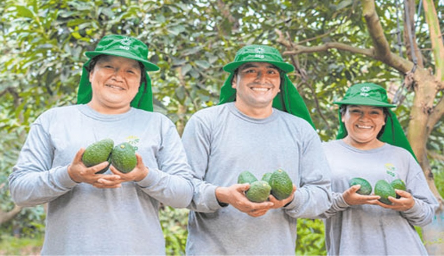 Premio Avonni-CCL y Agrícola Cerro Prieto se unen para impulsar la innovación que transformará el futuro del agro
