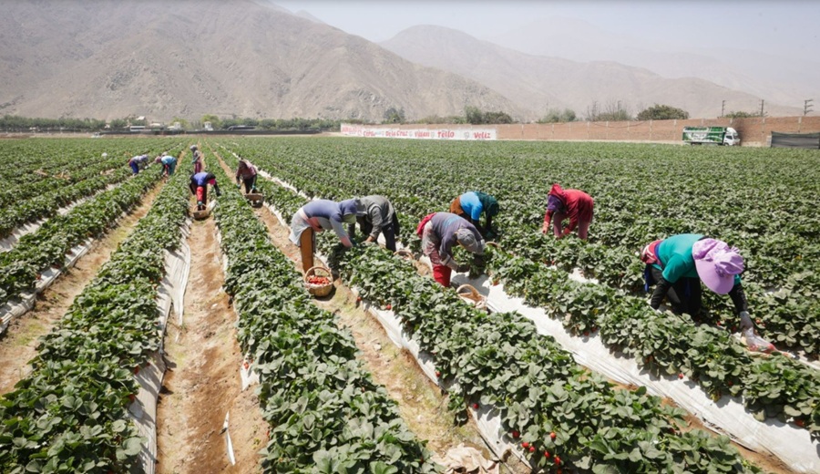 SBS incluye cuatro tipos de seguros agrícolas al régimen simplificado